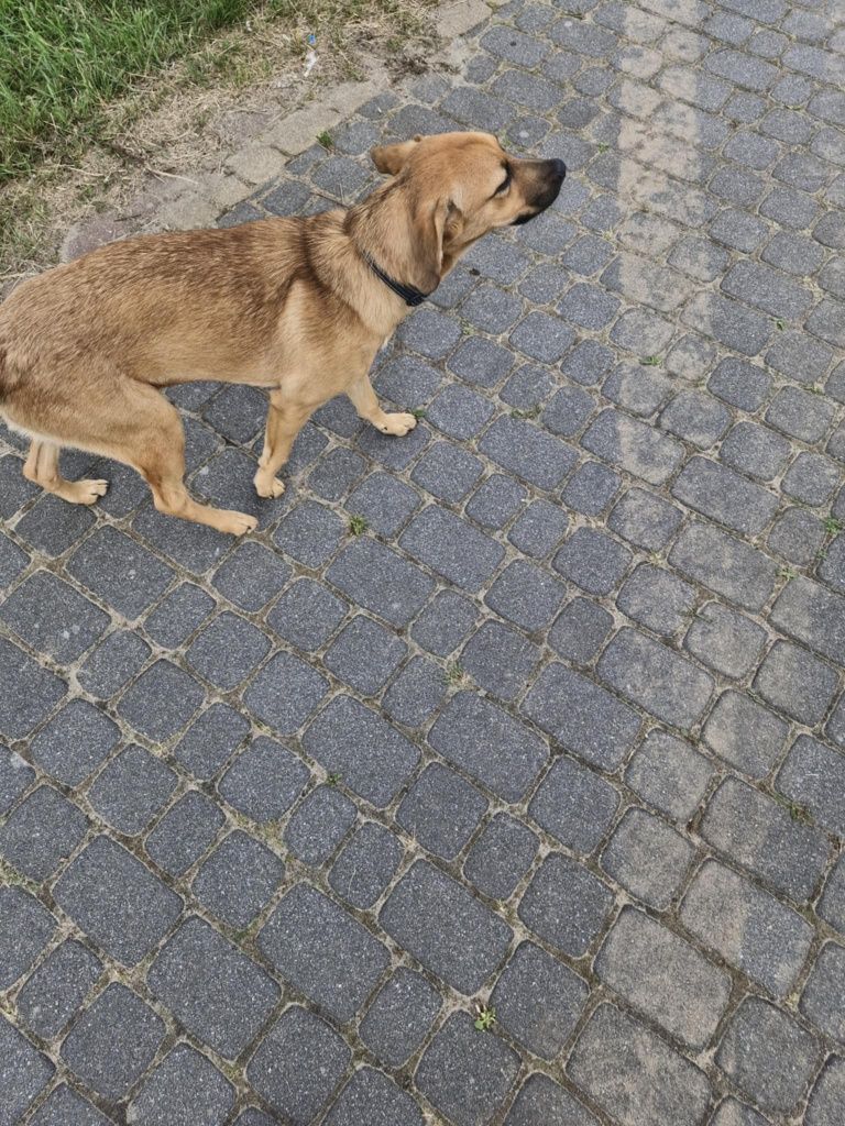 Suczka 7 miesięcy szuka domu.