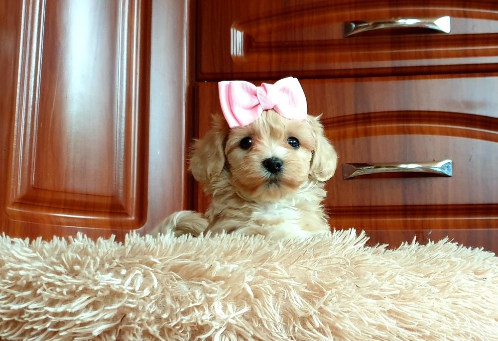 Maltipoo słodkie urwisy