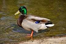 Patos ruen ja adultos