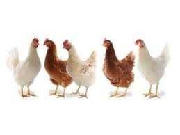 KURY nioski z jajkiem ROSSA LEGHORN !! Dowóz Gratis ! ZAPRASZAM !!