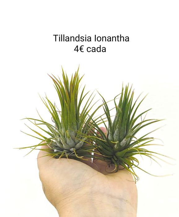Tillandsias várias - plantas aéreas