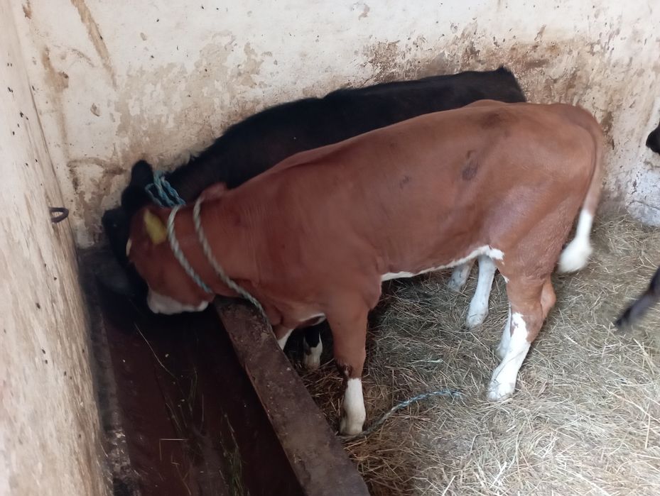 Jałówki mięsne polskie 15szt