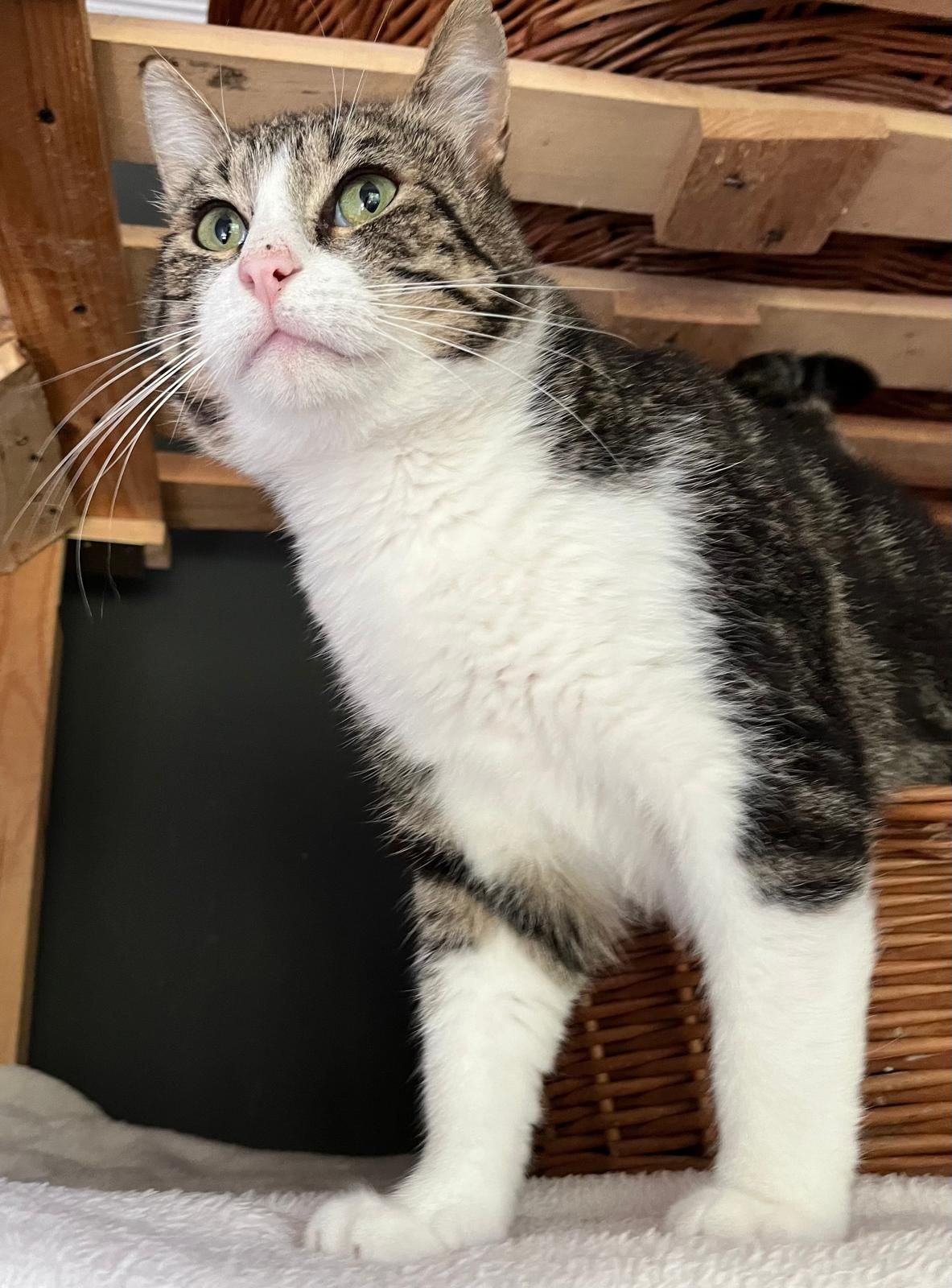 Kotek do adopcji