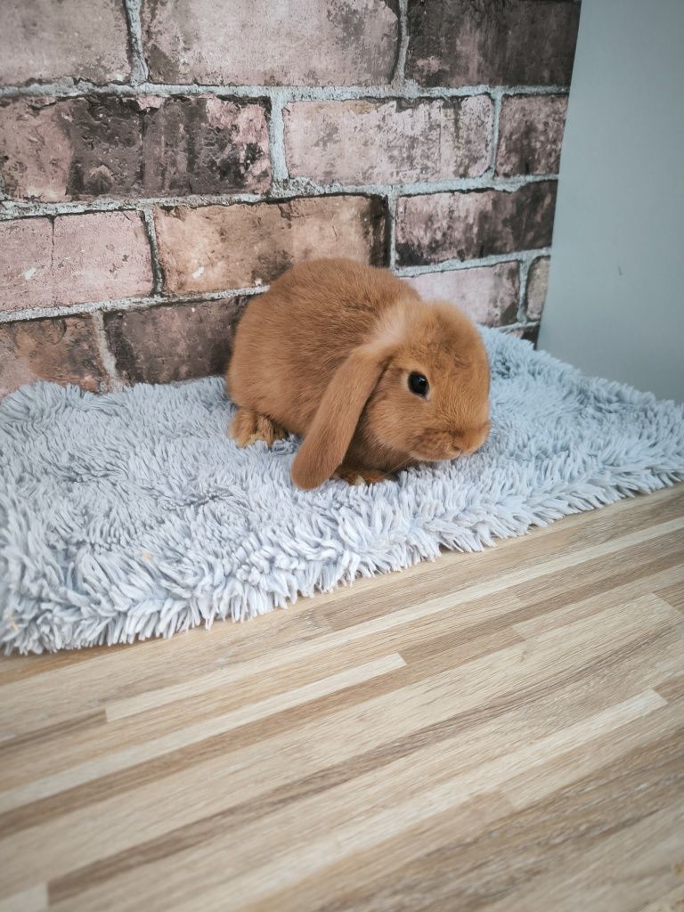 Króliczki rasy Karzełek Baran Czerwony mini króliki