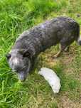 Pies Australian Cattle Dog