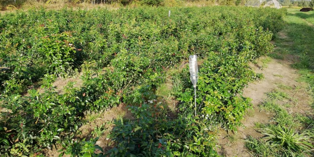 Gałązki Mahoni MAHONIA