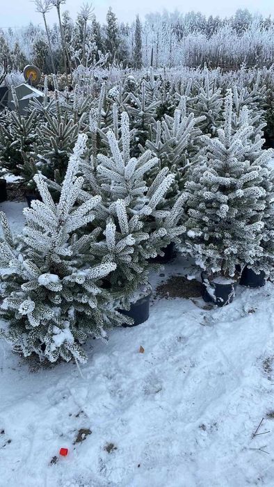 Ель, сосна, пихта, рододендрон, древесный пион, туи, можевельник