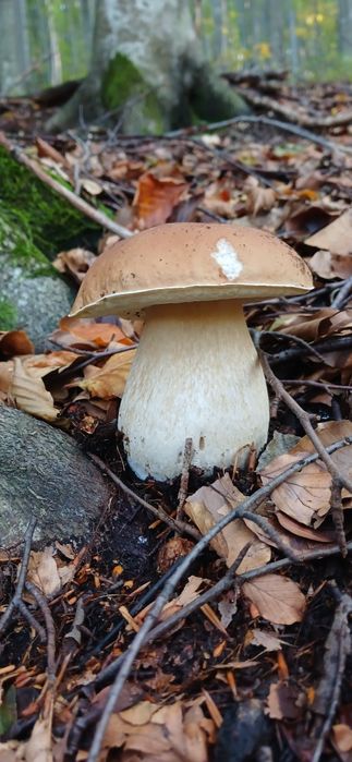 Гриби білі сушені, карпатські (сушеные белые грибы)