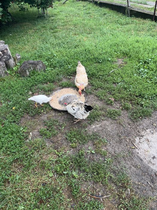 Кури голі шийки, продамо півня або пару