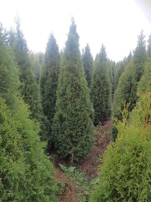 Tuja szmaragd 150/170cm - 18zł