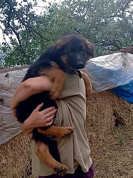 Роскошные девочки  и мальчики длинники и стандарт