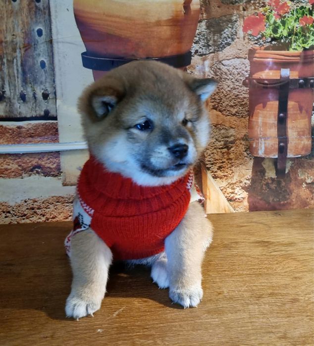 Shiba Inu dziewczynka