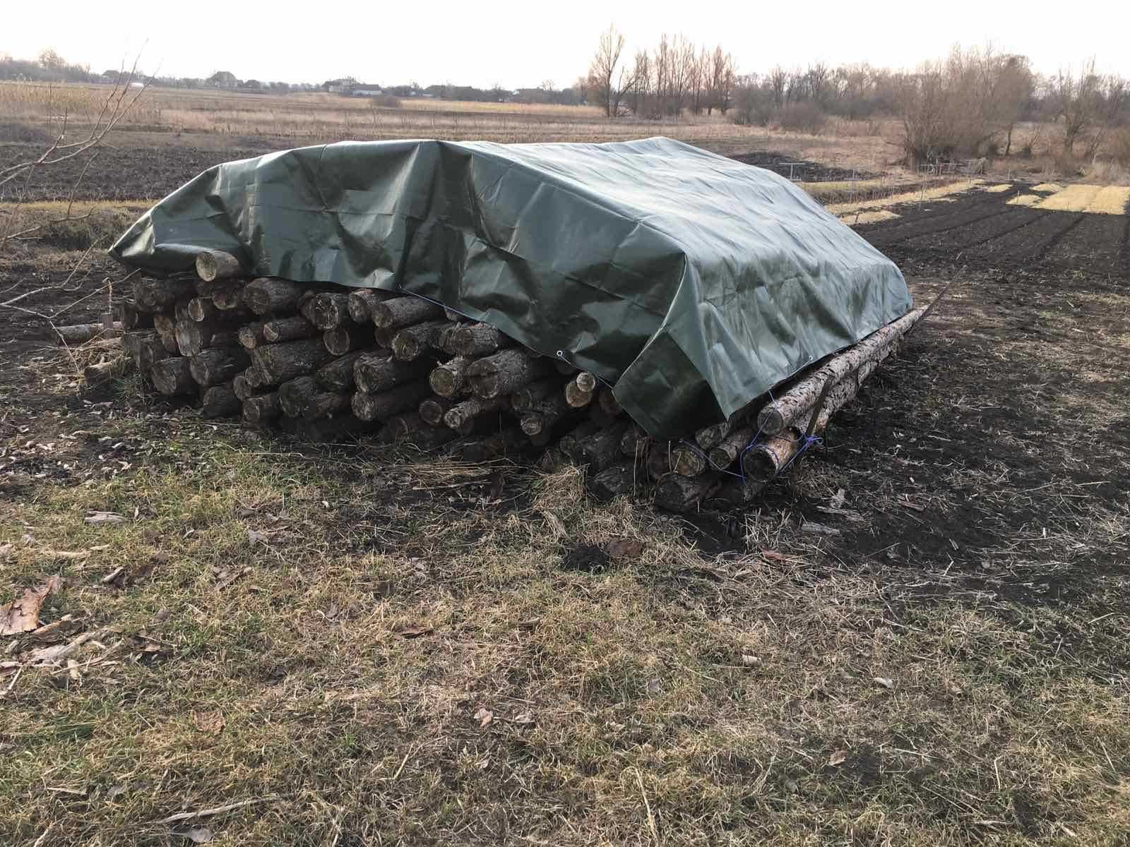 Сосна кругляк продається