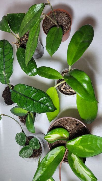 Укорененные хойи по 50 грн.