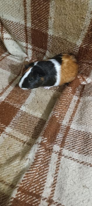 Морська свинка продаю