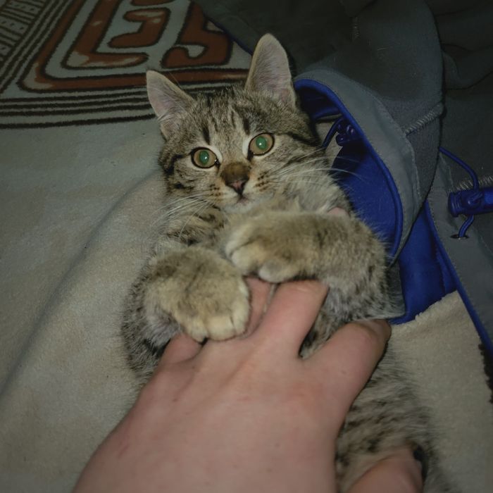 Віддам котика безкоштовно