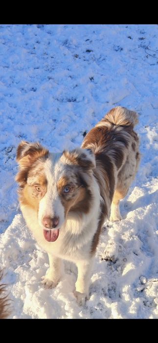 Aussie doodle sliczna dziewczynka