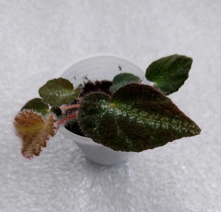 Бегонія Luochengensis. Дітка