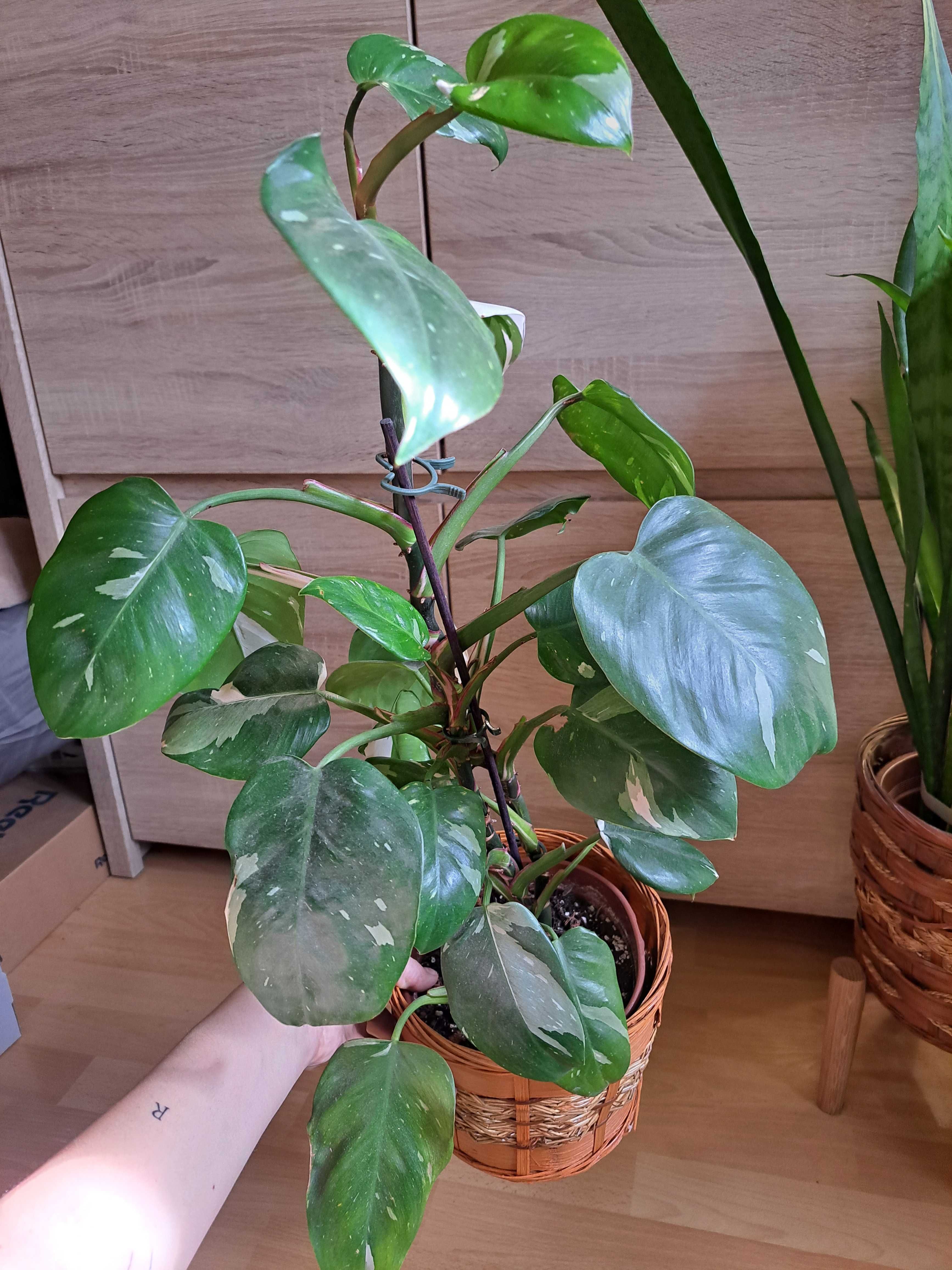 Philodendron White Princess