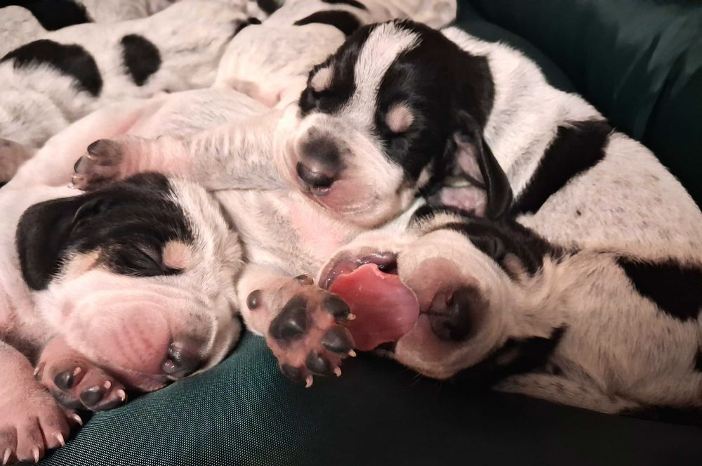 Mały gończy gaskoński FCI/ nie WYŻEŁ, POSOKOWIEC