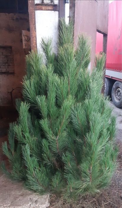 Новогодняя сосна / Одесса