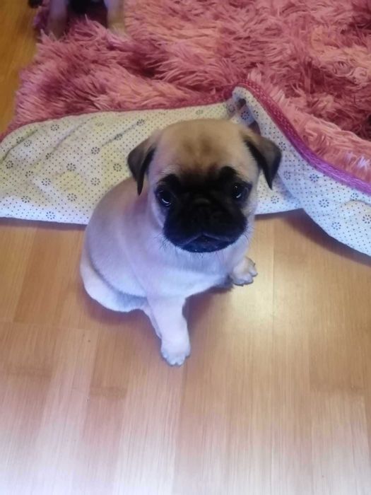 Мопсики шукають дім