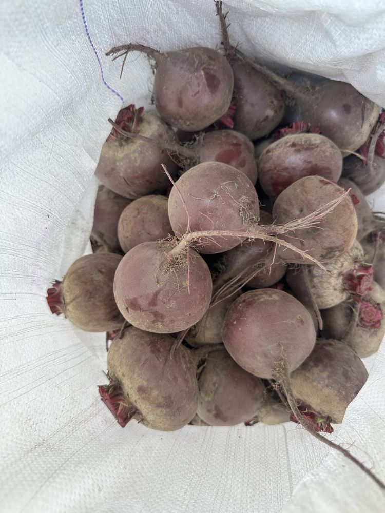 Продам столовий буряк