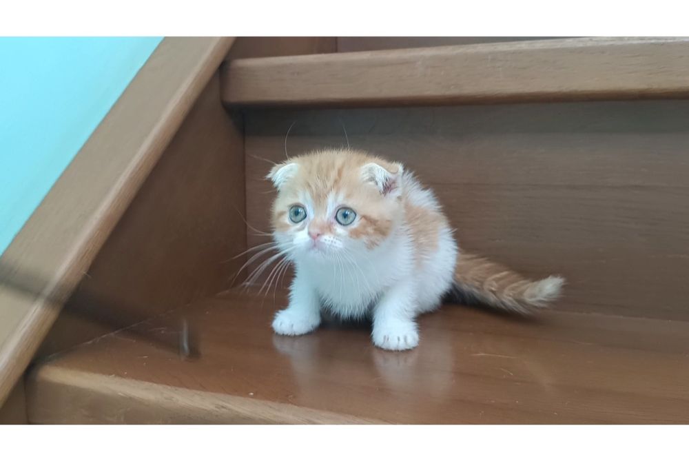 Породные шотландские котята, не вЕслоухие,а действительно вИслоухие!
