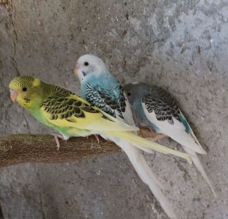 Piriquitos e mandarins