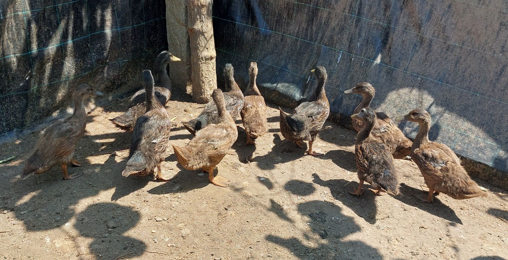 Vendo 11 patos Ruen