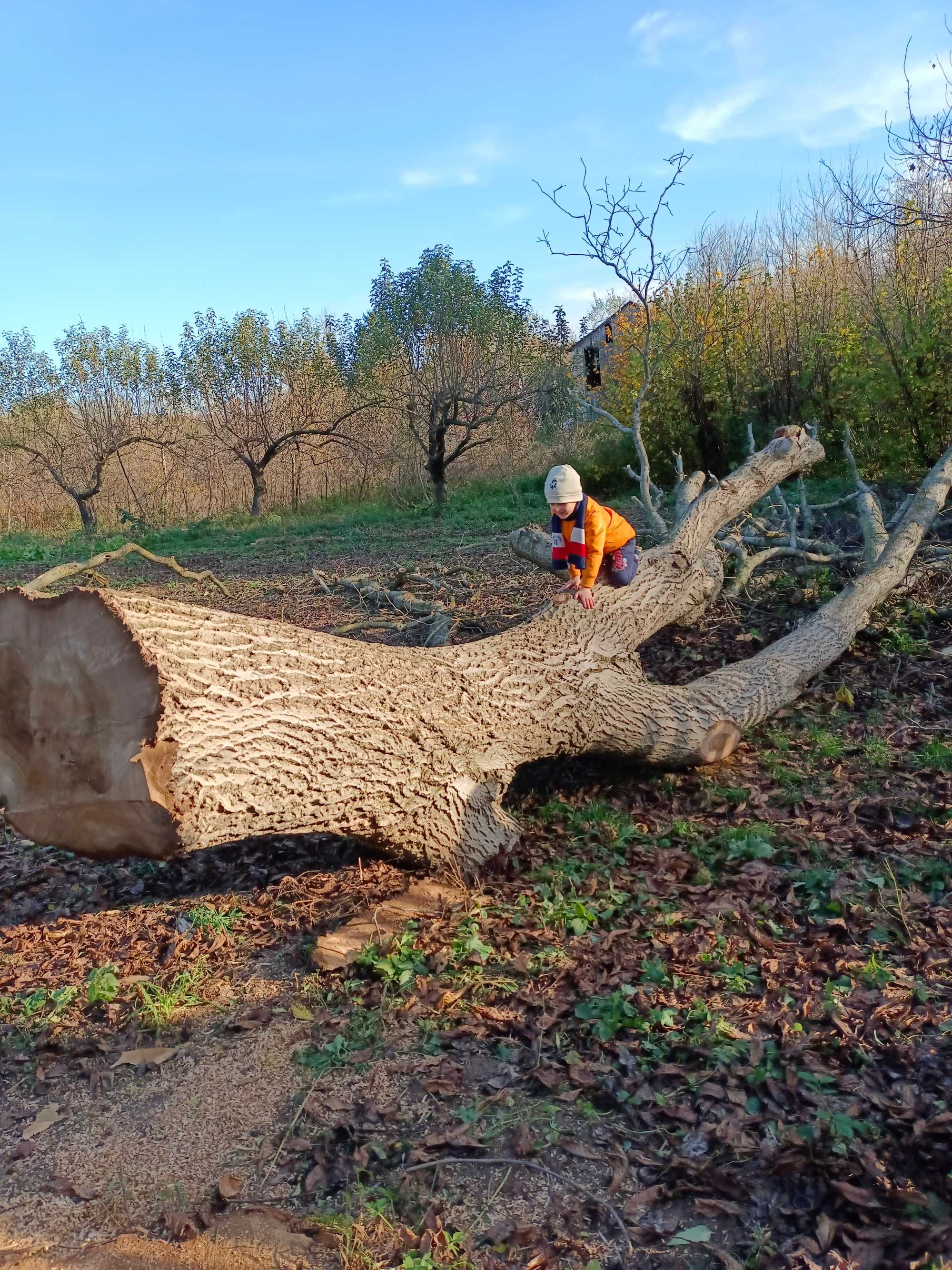 Drzewo Orzech włoski