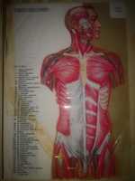 Livro antigo anatomia humana