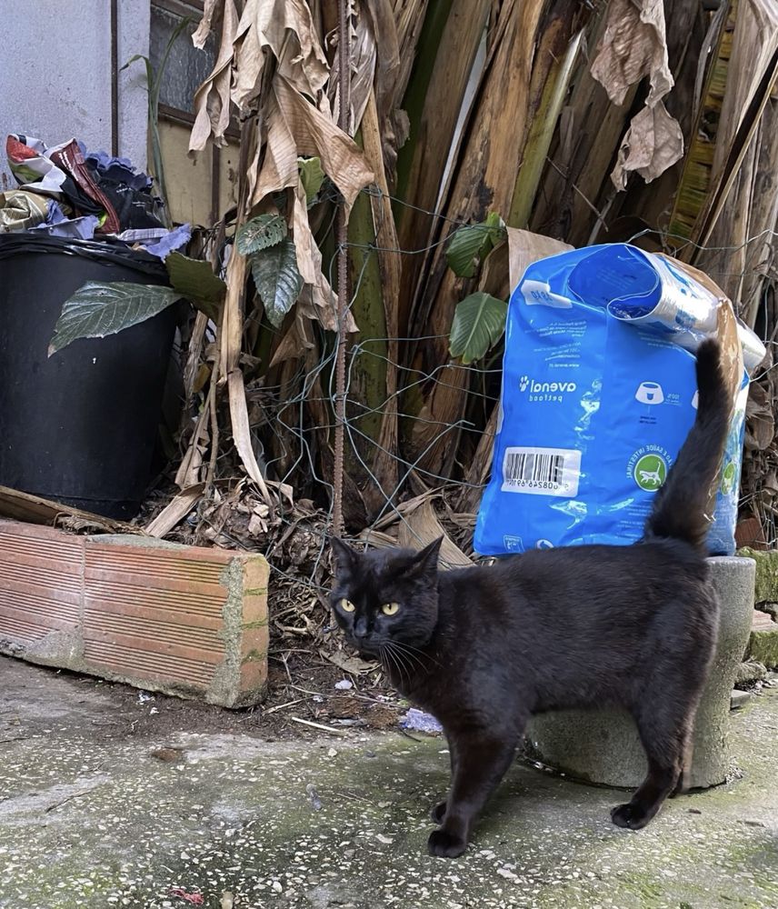 Gata adulta para adoção