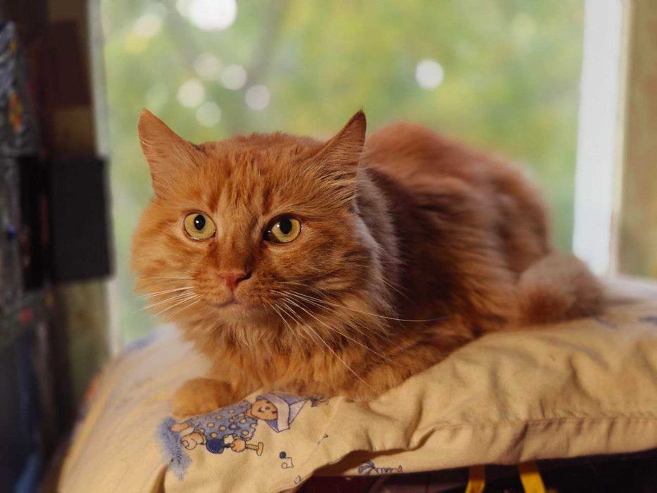 Кішка шукає дім 1 рік