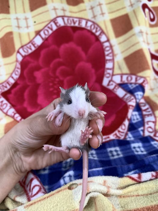 Продаю крысят,уже самостоятельно кушают,50 грн.Район жд вокзал,дружба