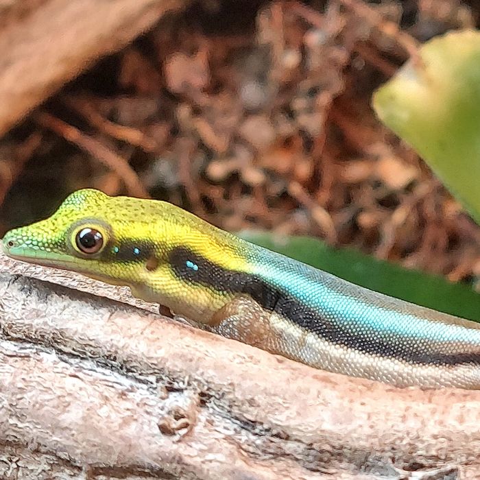 Cena za 2 sztuki Gekon dzienny zielono niebieski z madagaskaru
