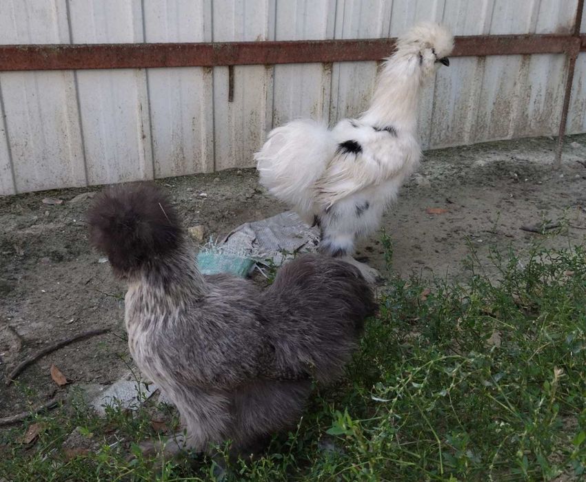 Продам курей породи Китайська пухова