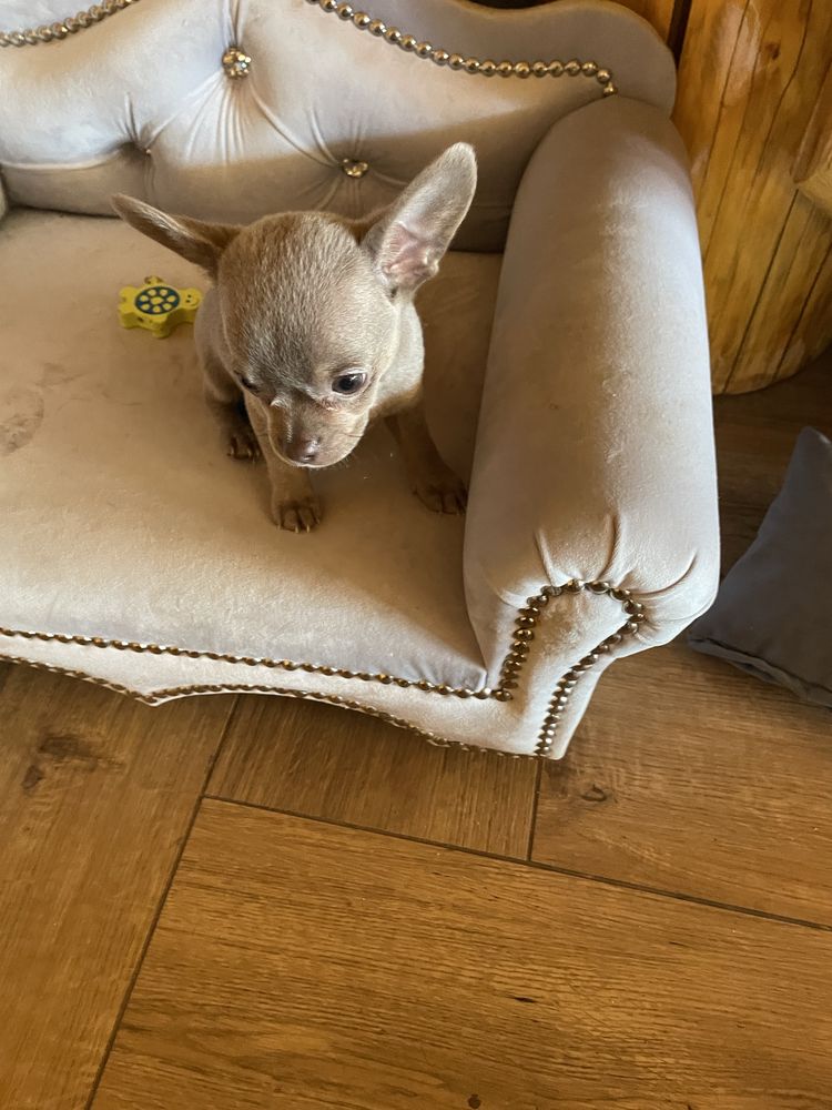 Chihuahua pies liliowy