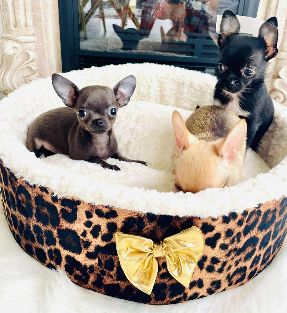 Chihuahua szczenie