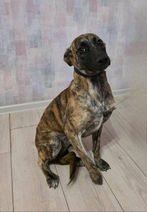 Отдам даром в добрые руки щенка