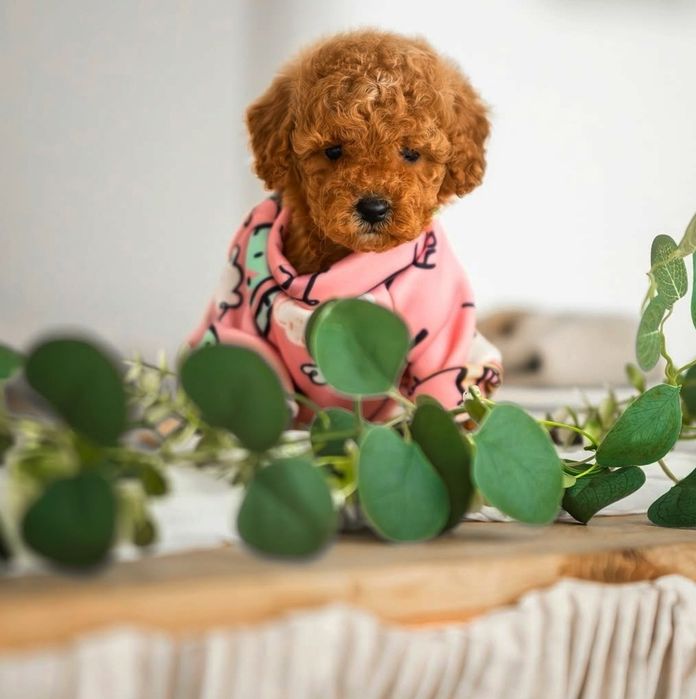 Малиш той пудель .мінні