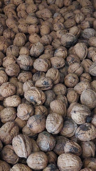 Nozes com casca _ 3€ / kg