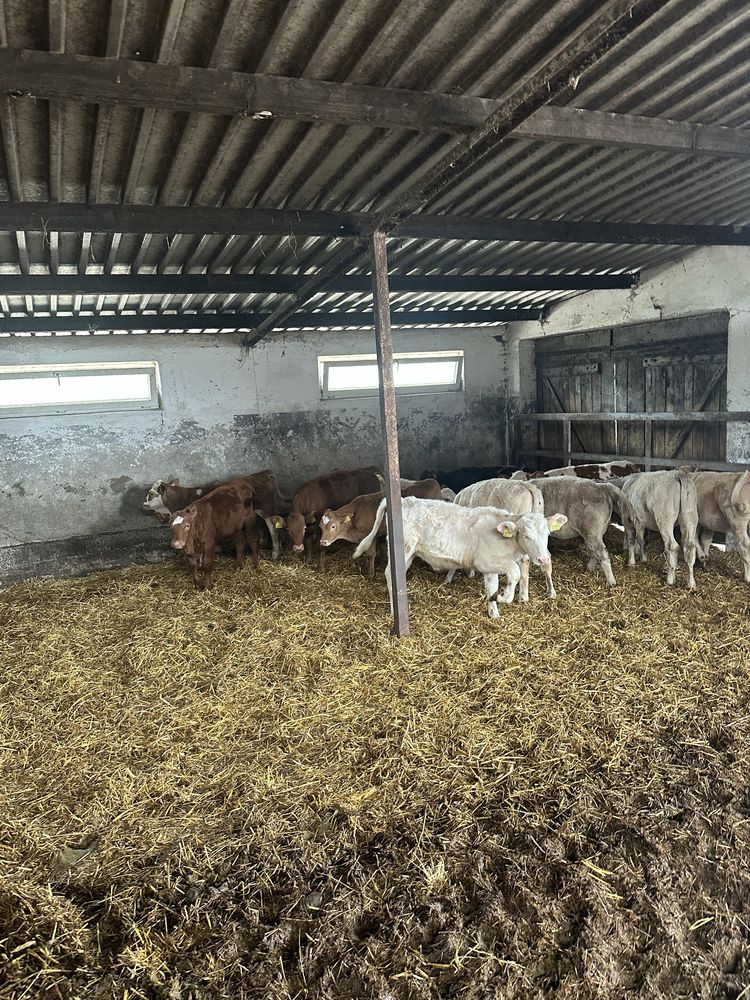 Jałówki mięsne 11 sztuk