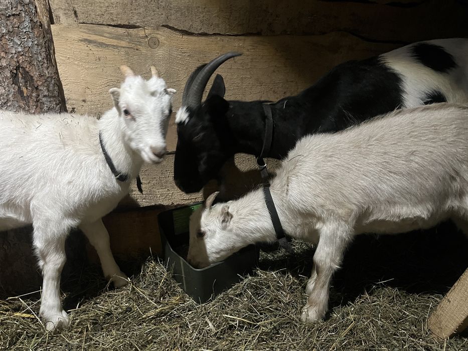 Koza kozy LaMancha po mlecznej mamie