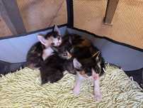 Gatinhos para adoção
