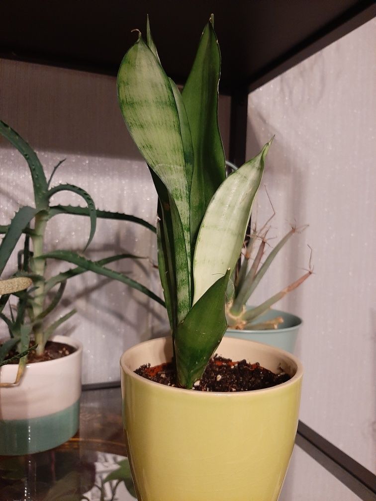 Sansevieria Munshine.