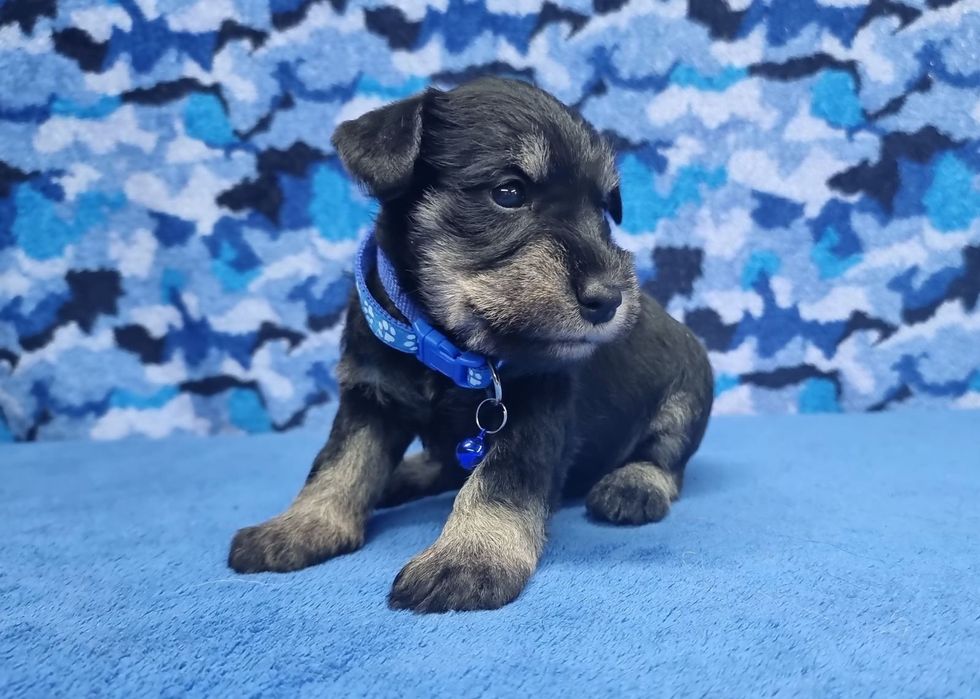 Цуценята цвергшнауцера