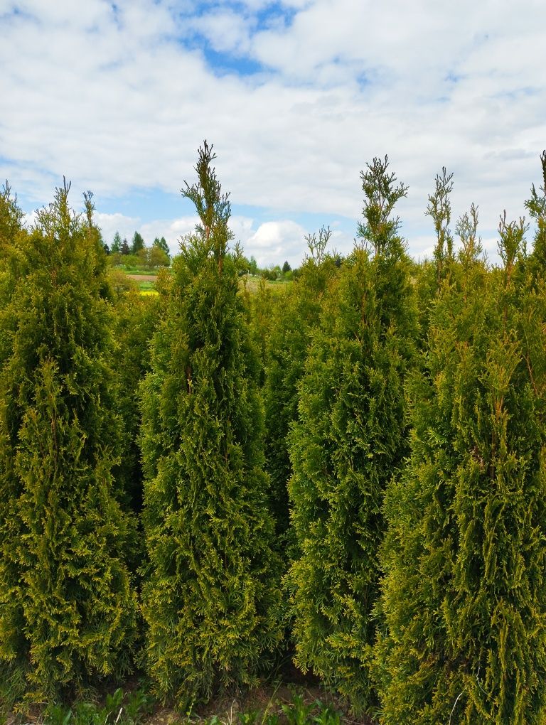 Thuja Szmaragd gęsty 160-170cm Garliczka