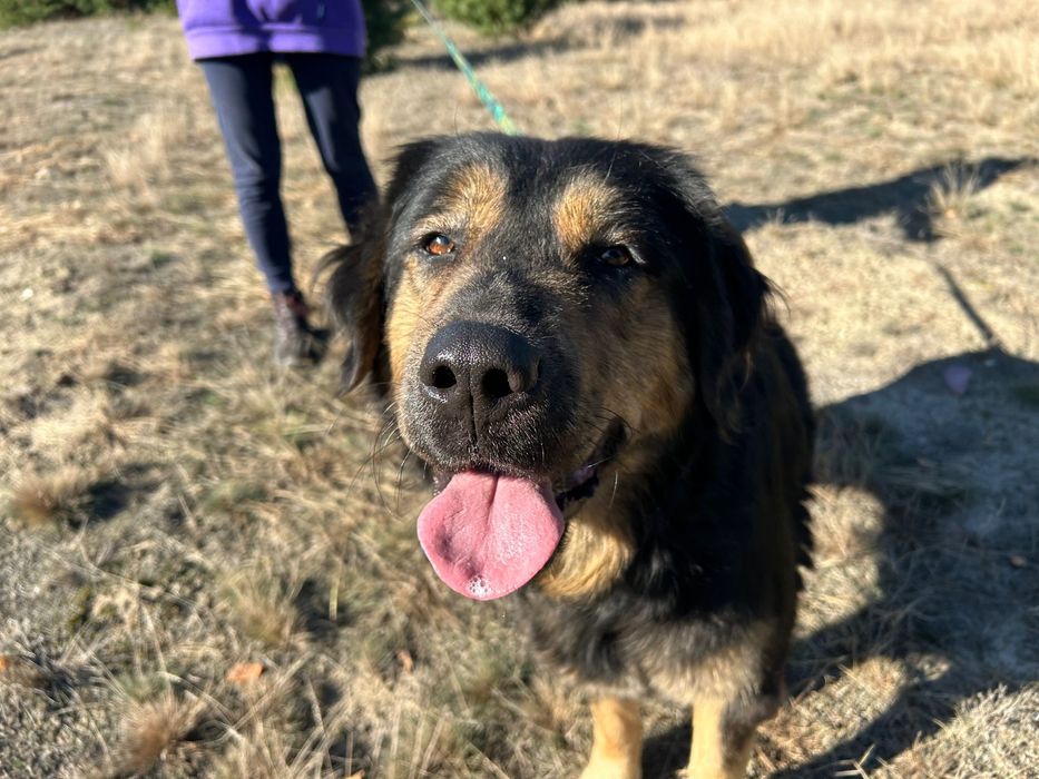Klusię wyrzucono w lesie. Adoptuj, uratuj!