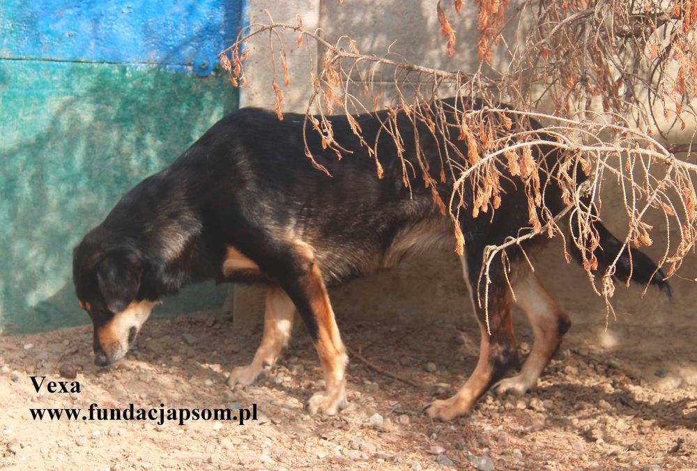 Vexa przylepka szuka domu